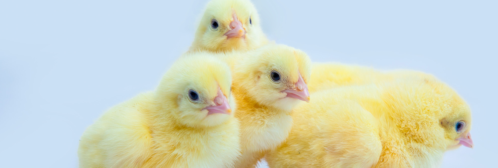 Day-Old Chicks – Biyinzika Poultry Uganda Limited
